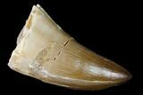 Fossil Mosasaur (Prognathodon) Tooth - Morocco #164213-1